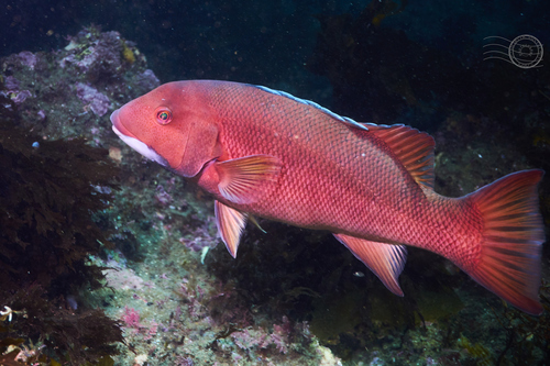California Sheephead
