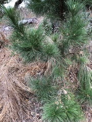 Pinus canariensis