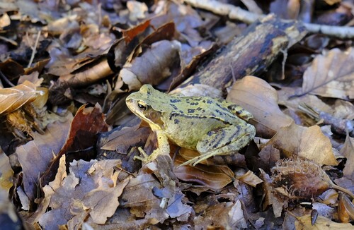 Rana temporaria