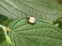 Leptinotarsa crucigera