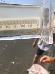 Ctenogobius boleosoma