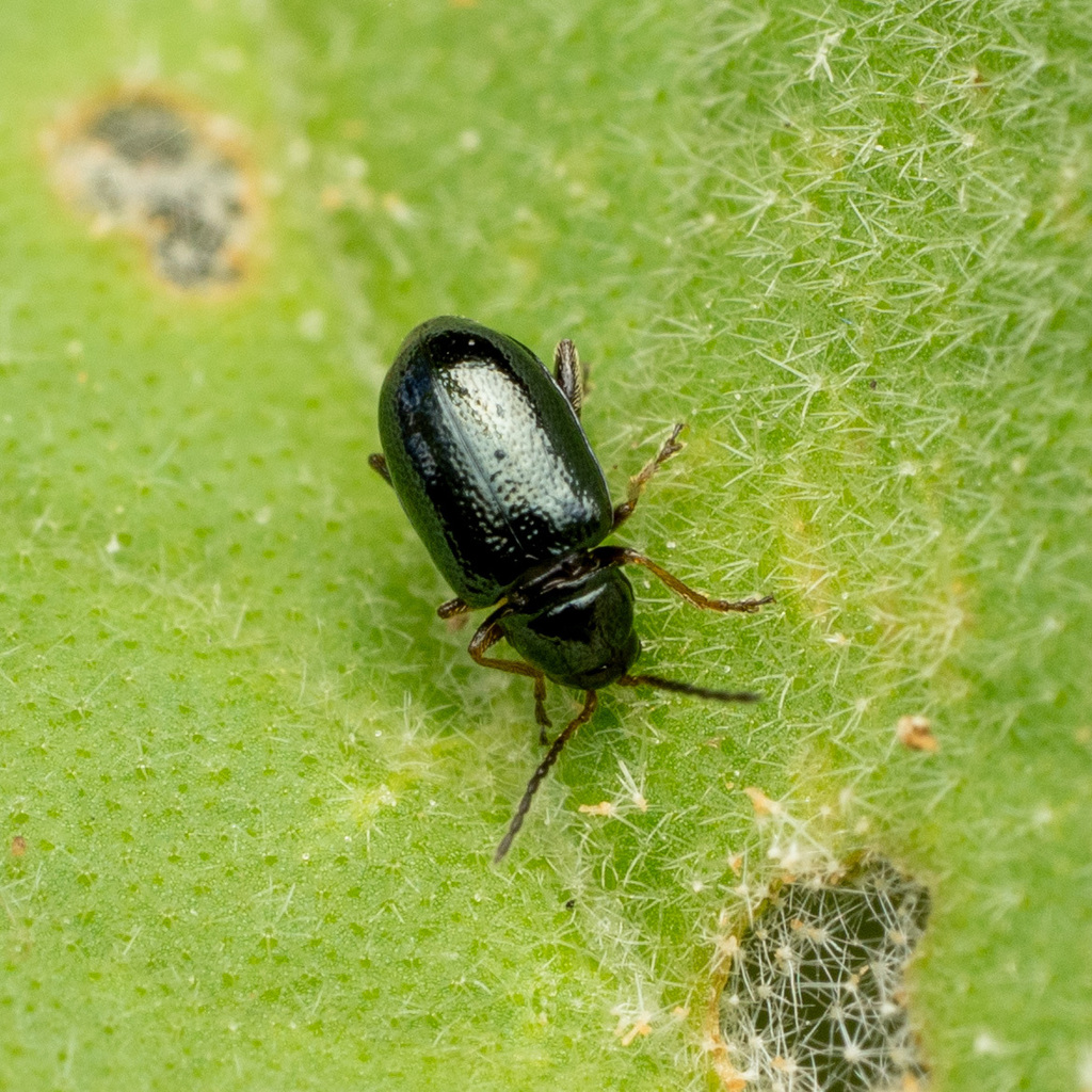 Syphrea nana