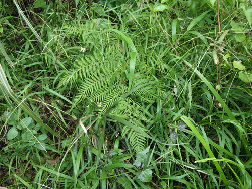 Hypolepis tenuifolia observed 2025-06-09