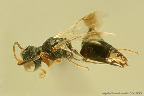 (Bocchus neotropicus)