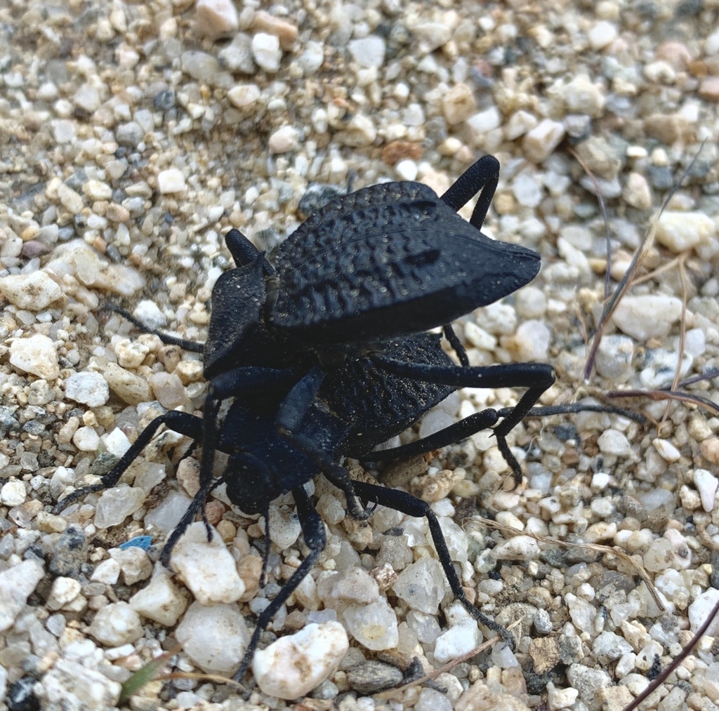 Philolithus aegrotus