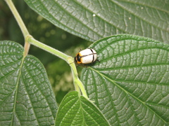 Leptinotarsa crucigera