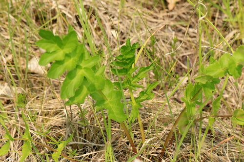 Paprastasis pastarnokas nuotrauka