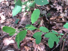 Porophyllum punctatum
