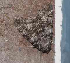 Catocala semirelicta