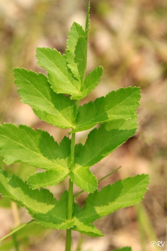 Paprastasis pastarnokas nuotrauka