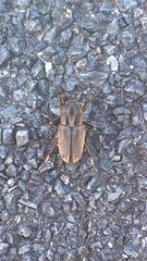 Sphenophorus brunnipennis