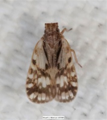 Bothriocera drakei