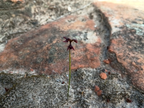 Bearded midge-orchid (Genoplesium morrisii)