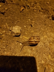 Helix albescens