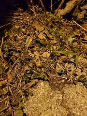 Helix albescens