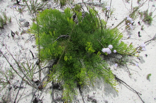 Waterval Spiderhead (Serruria 'ontongskopense')