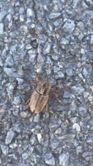 Sphenophorus brunnipennis