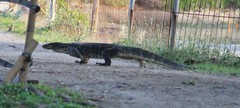 Varanus salvator bivittatus