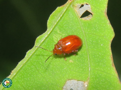 Monomacra
