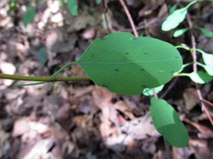 Porophyllum punctatum