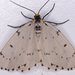 Chain-dotted Geometer - Photo (c) Stuart Tingley, some rights reserved (CC BY-NC)