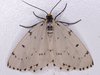 Chain-dotted Geometer - Photo (c) Stuart Tingley, some rights reserved (CC BY-NC), uploaded by Stuart Tingley