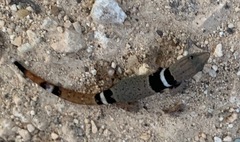 Sphaerodactylus glaucus