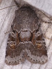 Oligia minuscula