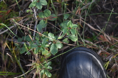 Rhamneae