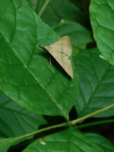 Speckled Renia Moth photo 3