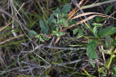 Rhamneae