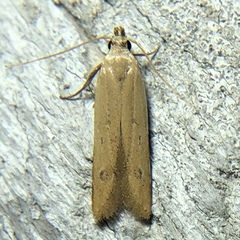 Mesophleps adustipennis