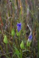 Gentianopsis