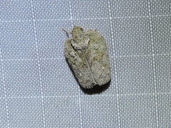 Flatoidinus punctatus