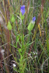 Gentianopsis