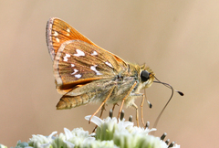 Hesperia woodgatei