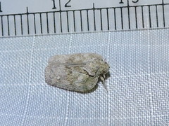 Flatoidinus punctatus