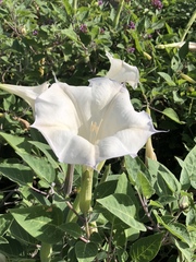 Datura wrightii