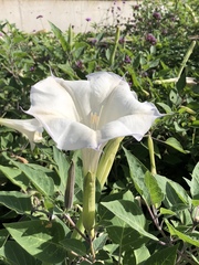 Datura wrightii