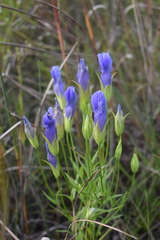 Gentianopsis