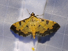Ategumia ebulealis
