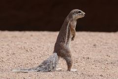 Damara Ground Squirrel photo 2