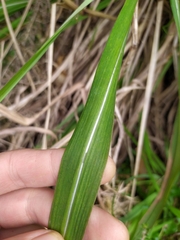 Miscanthus nepalensis