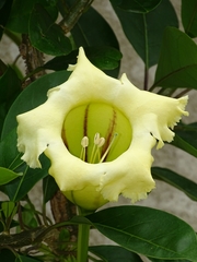 Solandra