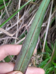 Miscanthus nepalensis