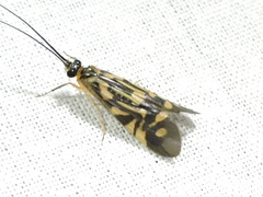 Macrostemum carolina