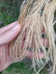 Miscanthus nepalensis