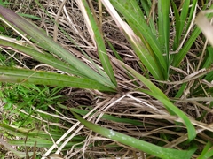 Miscanthus nepalensis