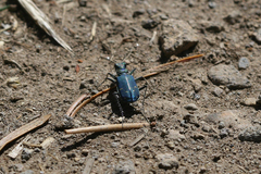 Cicindela depressula depressula