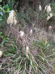 Miscanthus nepalensis